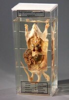 Влажный препарат "Внутреннее строение крысы" - fgospostavki.ru - Ейск