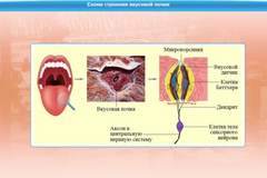 Интерактивные курсы. Биология 10 класс. Расширенный. - fgospostavki.ru - Ейск