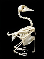 Скелет голубя - fgospostavki.ru - Ейск