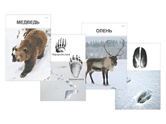Комплект дидактических карточек "Следы на снегу" - fgospostavki.ru - Ейск