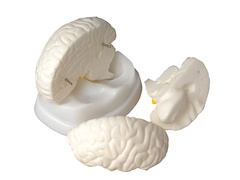 Модель мозга в разрезе - fgospostavki.ru - Ейск