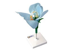 Модель цветка гороха - fgospostavki.ru - Ейск