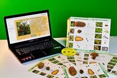 Коллекция натурально-интерактивная "Шишки, плоды, семена деревьев и кустарников" - fgospostavki.ru - Ейск