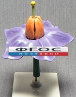 Модель "Цветок картофеля" - fgospostavki.ru - Ейск