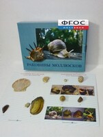 Коллекция "Раковины моллюсков" - fgospostavki.ru - Ейск