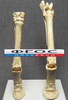 Скелет конечности лошади (передняя и задняя) на подставке - fgospostavki.ru - Ейск