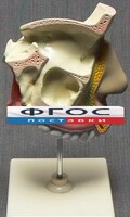 Модель "Разрез носоглотки" - fgospostavki.ru - Ейск