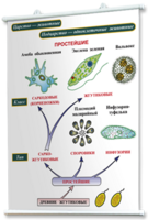 Плакаты по биологии для оформления кабинета. - fgospostavki.ru - Ейск