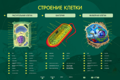 Электрифицированный стенд "Строение клетки" с маркерными полями - fgospostavki.ru - Ейск
