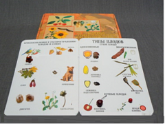 Коллекция "Семена и плоды" - fgospostavki.ru - Ейск