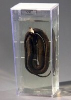 Влажный препарат "Уж" - fgospostavki.ru - Ейск