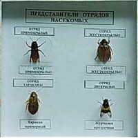 Коллекция энтомологическая "Представители отряда насекомых" - fgospostavki.ru - Ейск
