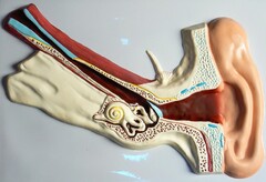 Модель барельефная "Ухо человека" (часть 1) - fgospostavki.ru - Ейск