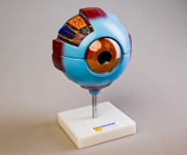 Модели - fgospostavki.ru - Ейск