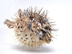 Натуральные объекты - fgospostavki.ru - Ейск