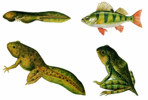 Модель-аппликация Цикл развития костной рыбы и лягушки - fgospostavki.ru - Ейск