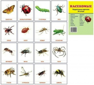 Раздаточные карточки "Насекомые" - fgospostavki.ru - Ейск