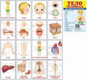 Раздаточные карточки "Тело человека" - fgospostavki.ru - Ейск