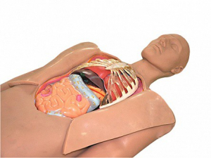 Муляж оперируемого пациента с экскурсией в грудную клетку и маской наркоза - fgospostavki.ru - Ейск