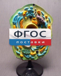 Модель "Клетка растения" - fgospostavki.ru - Ейск