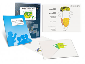 Комплект кодотранспарантов "Корень. Стебель. Лист (Внутреннее строение)" - fgospostavki.ru - Ейск