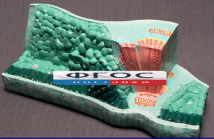 Модель "Структура листа" - fgospostavki.ru - Ейск