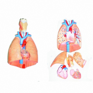 Модель "Система органов дыхания" - fgospostavki.ru - Ейск
