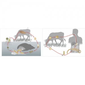 Модель-аппликация Цикл развития бычьего цепня и печеночного сосальщика - fgospostavki.ru - Ейск