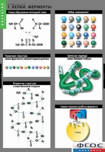 Комплект таблиц. Биология. Химия клетки. - fgospostavki.ru - Ейск