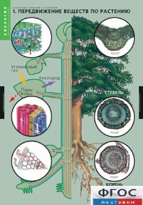 Комплект таблиц. Биология. Растение – живой организм. - fgospostavki.ru - Ейск