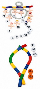 Модель-аппликация "Биосинтез белка" (набор из 49 пластмассовых фигур) - fgospostavki.ru - Ейск