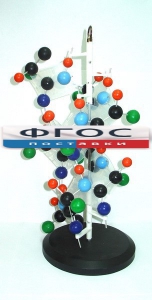 Модель "Структура белка" - fgospostavki.ru - Ейск