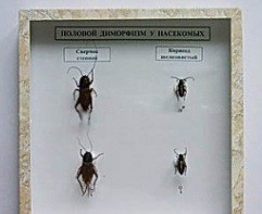 Коллекция энтомологическая "Половой диморфизм" - fgospostavki.ru - Ейск