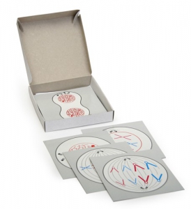 Модель-аппликация "Деление клетки" (набор из 5 карт) - fgospostavki.ru - Ейск