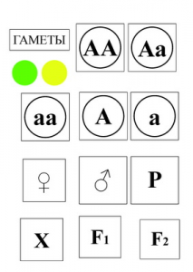 Модель-аппликация Моногибридное скрещивание и  его цитологические основы - fgospostavki.ru - Ейск