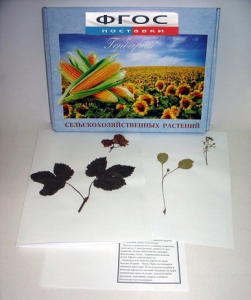 Гербарий "Сельскохозяйственные растения" (28 видов) - fgospostavki.ru - Ейск