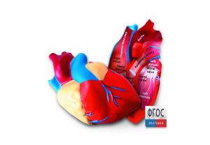 Модель сердца человека (анатомическая) - fgospostavki.ru - Ейск