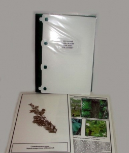 Гербарий "Эволюция высших растений" (ламинированный) - fgospostavki.ru - Ейск