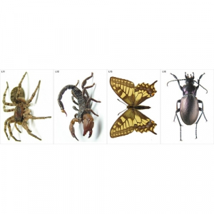 Модель-аппликация Многообразие беспозвоночных - fgospostavki.ru - Ейск