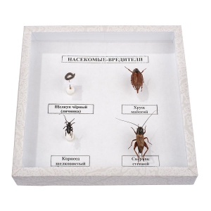 Коллекция энтомологическая "Насекомые вредители" - fgospostavki.ru - Ейск