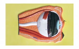 Модель барельефная "Строение глаза" - fgospostavki.ru - Ейск