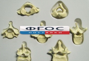 Модель "Позвонки" (из 7 штук) - fgospostavki.ru - Ейск