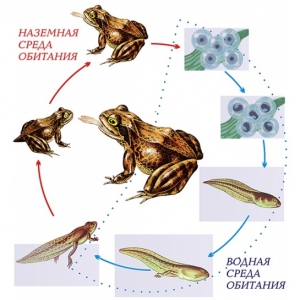 Модель-аппликация Цикл развития лягушки - fgospostavki.ru - Ейск