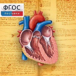 Анатомия (Цифровой атлас школьника) - fgospostavki.ru - Ейск