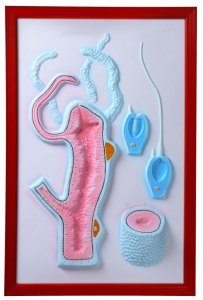 Барельефная модель "Строение гидры" - fgospostavki.ru - Ейск