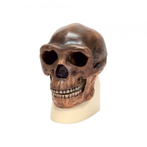 Модель черепа синантропа - fgospostavki.ru - Ейск