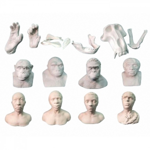 Набор моделей палеонтологических находок "Происхождение человека"	 - fgospostavki.ru - Ейск