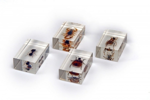 Комплект микропрепаратов для стереомикроскопа - fgospostavki.ru - Ейск