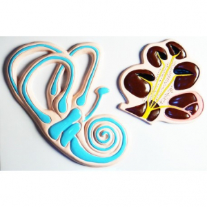 Модель барельефная "Ухо человека". Вариант 2 - fgospostavki.ru - Ейск