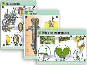 Комплект таблиц по биологии демонстрационных "Ботаника 1" (12 таблиц, формат А1, ламинированные) - fgospostavki.ru - Ейск